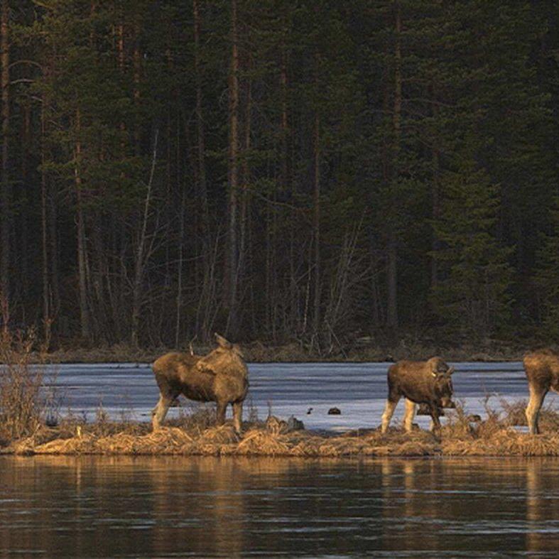 Millions tune in for 24-hour live coverage of Sweden’s epic moose migration